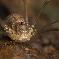 Harvestman 3 